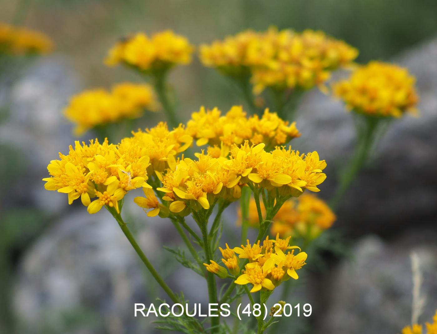 Ragwort, Adonis leaved flower